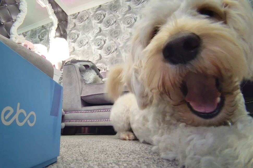 Digital Camera World: Enabot EBO Air is An adorable robot pet camera