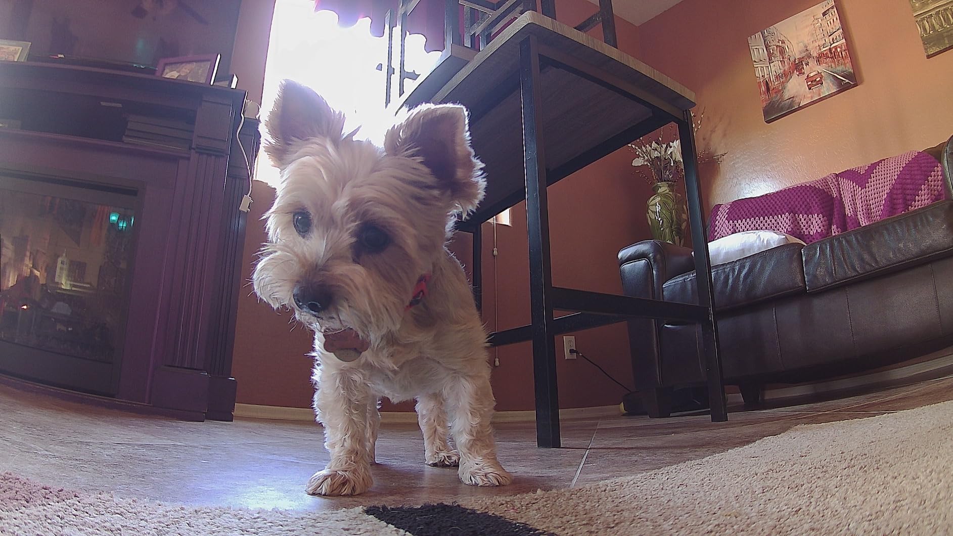 Photo captured by Enabot ROLA PetPal Movable Camera Robot