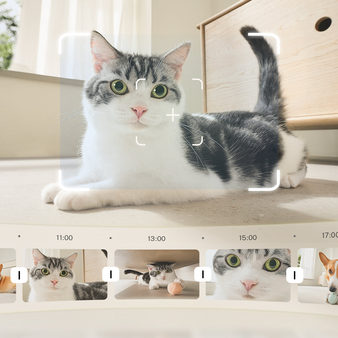 ROLA Mini pet monitor scheduled recording