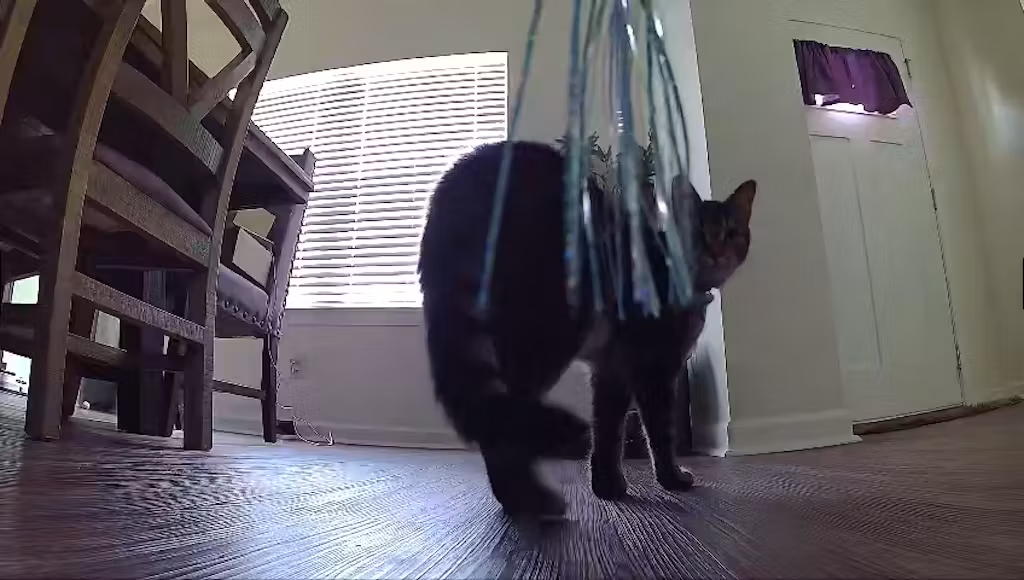 Photo captured by Enabot ROLA PetPal Movable Camera Robot