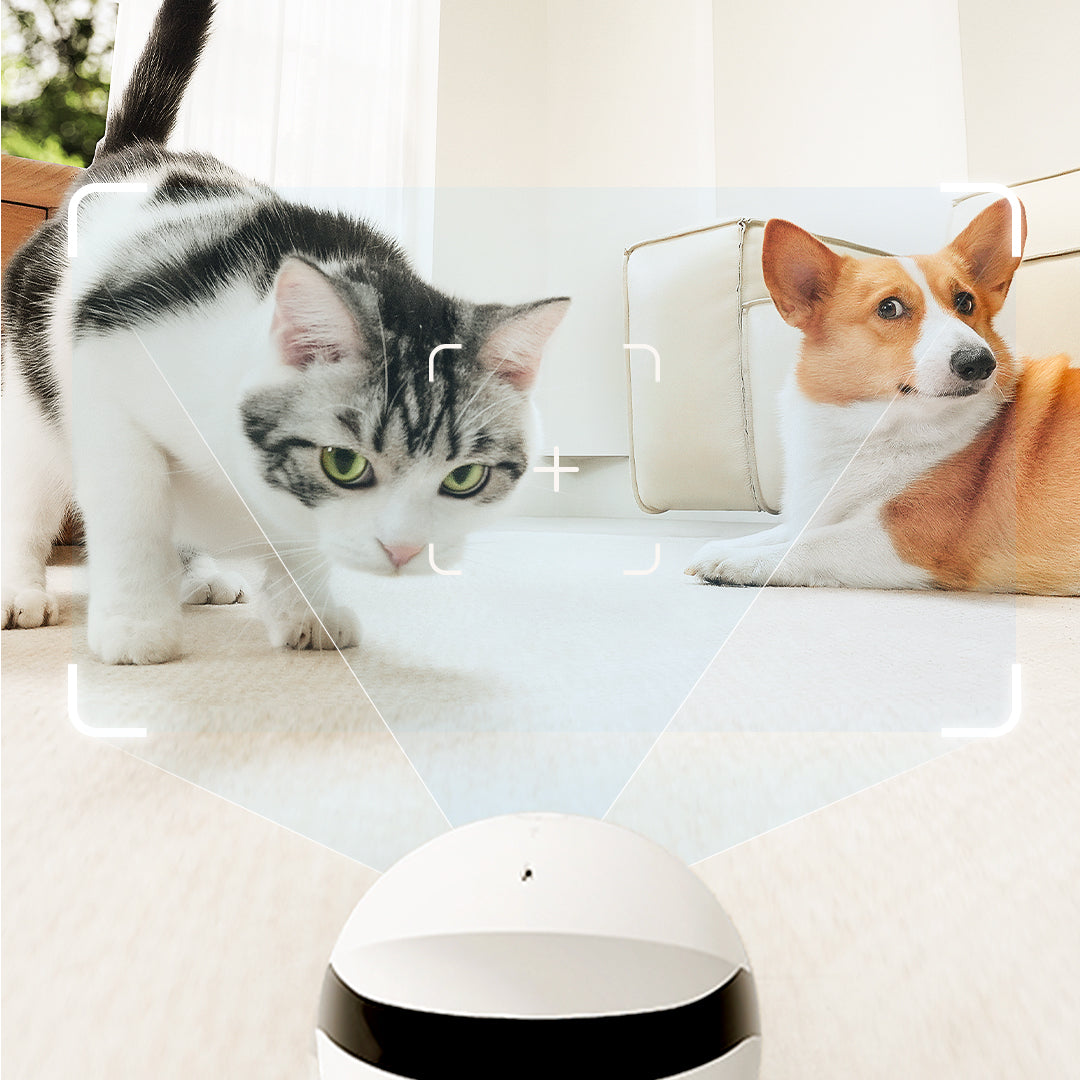 ROLA Mini pet monitor playtime recording